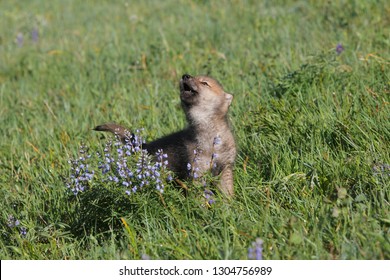 Wolf Cub In Forest