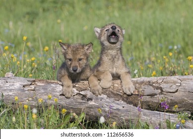 wolf-cubs-photographed-near-their-260nw-