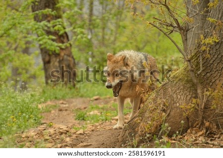 Similar – Image, Stock Photo Foliage forest in intense color