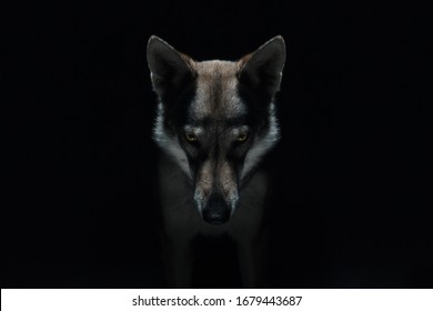 Wolf in different perspectives on dark blue background