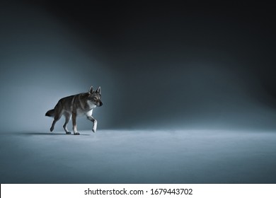 Wolf In Different Perspectives On Dark Blue Background