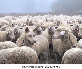 Wolf in disguise wearing a wool clothing mingles in a flock of sheep. Wolf pretending to be a sheep concept. - Shutterstock ID 2224396765