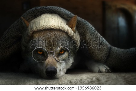 Wolf disguised as grandma hiding in bed with blanket wearing cap and eye glasses. Little red riding hood story concept.