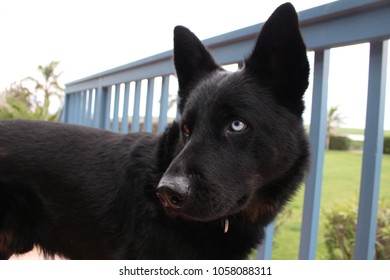 Wolf Dog Black Puppy Stock Photo 1058088311 | Shutterstock