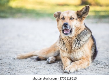 オオカミの犬が横になって吠える写真素材 Shutterstock