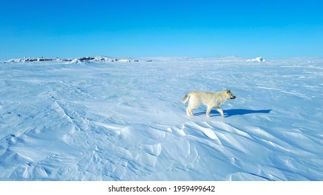 Wolf Dog Over The Tundra, In The Frozen Sea, Walking, Rear View