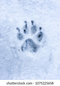 Wolf Or Dog Snow Footprint Texture Pattern
