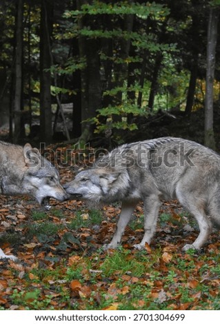 Wolf dominance interaction in forest
