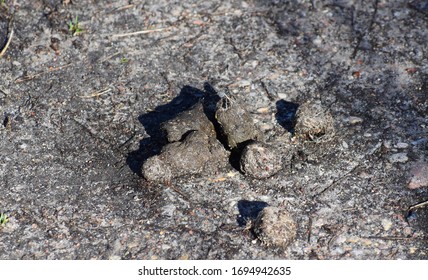 54 Wolf poop Images, Stock Photos & Vectors | Shutterstock