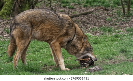 A wolf eats prey in a forest, illustrating natural instincts, predator behavior, and food chain processes in a wild ecosystem