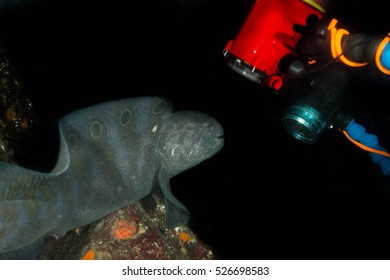 Wolf Eel