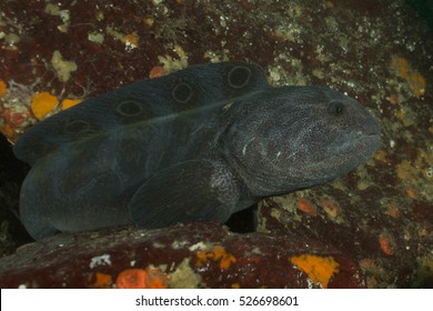 Wolf Eel