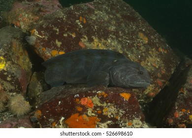 Wolf Eel