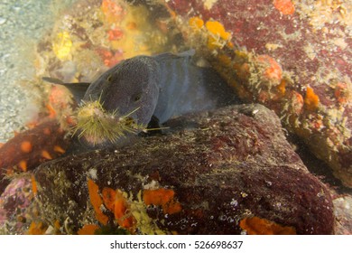 Wolf Eel