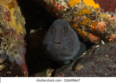 Wolf Eel