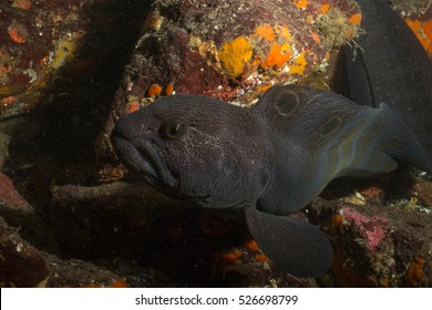 Wolf Eel