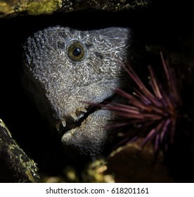 Wolf Eel