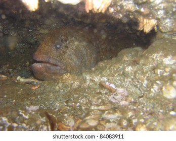 Wolf Eel