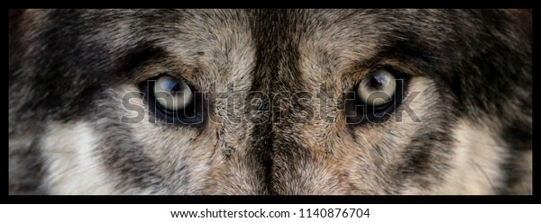 wolf eyes close up\
