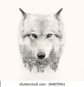 The Wolf Face On White Background Double Exposure