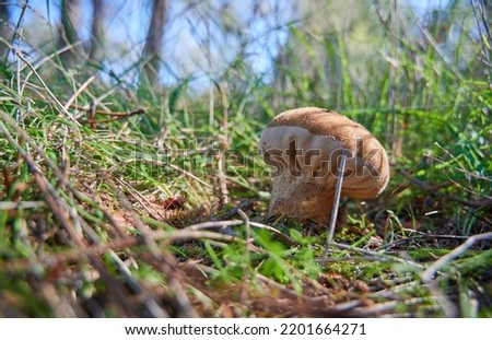 'Wolf fart' mushroom in the nature. Edible mushrooms growing at autumn in the middle of the forest. Stock photo © 