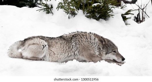 486 Wolf laying down Images, Stock Photos & Vectors | Shutterstock