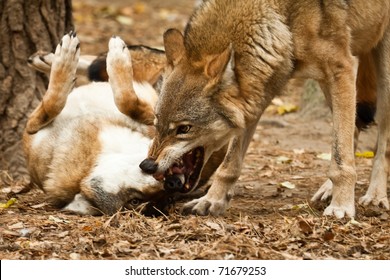 Wolf Fighting