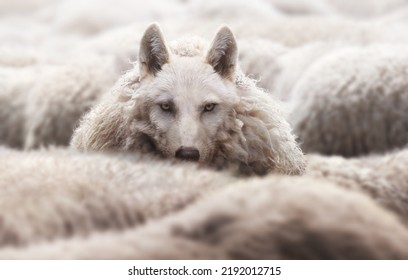 Wolf in a flock of sheep with wool clothing. Wolf pretending to be a sheep concept. - Shutterstock ID 2192012715