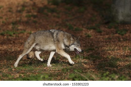 Wolf in the forest