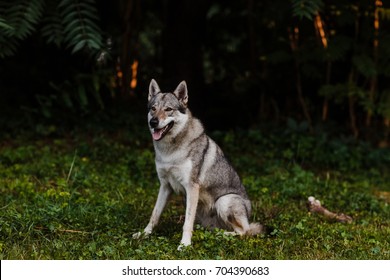 wolf in the forest