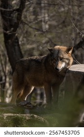The wolf in the forest in daytime, vertical