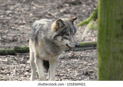 Wolf in the Forest (Eurasian Wolf)