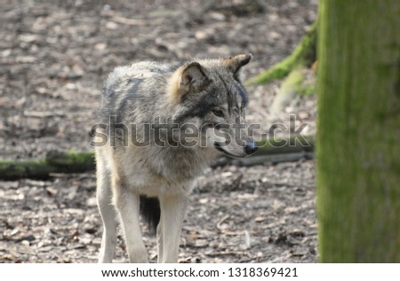 Wolf in the Forest (Eurasian Wolf)