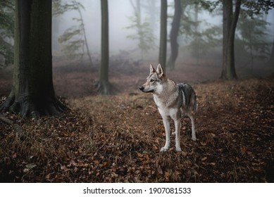 Wolf Forest Hd Stock Images Shutterstock