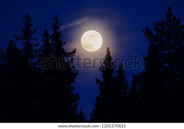 Wolf full moon with tree contours. Contrast image\
with illuminated moon.