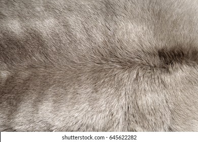 Wolf Fur 