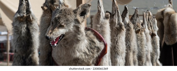 Wolf Fur On Display On A Central-asian Market In Kyrgyzstan, These Furs Are Used For Clothes Such As Hats And Jackets. Custom To The Nomad Lifestyle