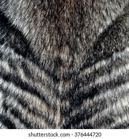 Wolf Fur Wolf Fur Texture For Background