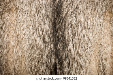 Wolf Fur Texture For Background