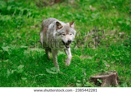 Similar – Wolves in nature Nature