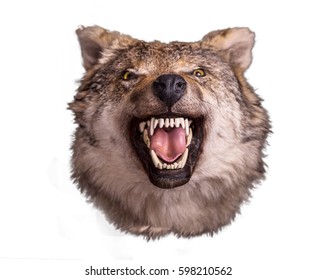 Wolf Head With Angry Face On White Background