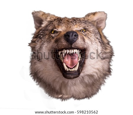 Wolf head with angry face on white background