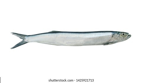 Wolf Herring Images, Stock Photos & Vectors | Shutterstock