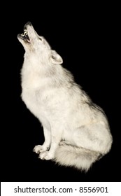 Wolf Howling Isolated Over Black