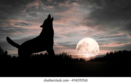 Wolf Howling At The Moon