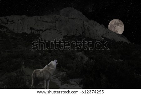 Wolf howling at the moon