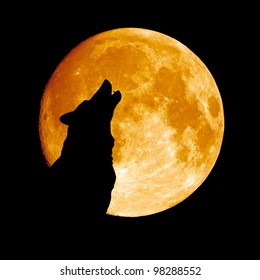 Wolf howling at the moon  in the midnigt - Shutterstock ID 98288552
