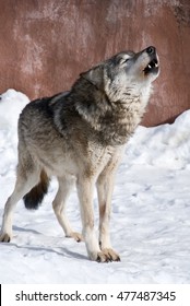 Wolf Howling In The Winter Snow