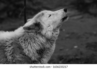 sad wolf howl