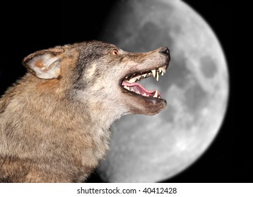 The wolf howls under the moon